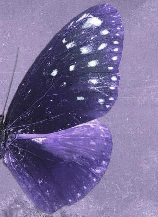 one wing on a dark purple butterfly